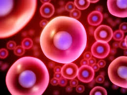 ¿Que es la adaptación celular a estímulos?