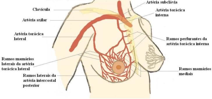 ¿Cómo es la irrigación y el drenaje sanguíneo de la mama