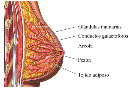 Estructura macroscópica de las glándulas mamarias