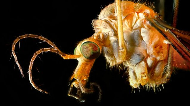 ¿Qué es la fiebre amarilla