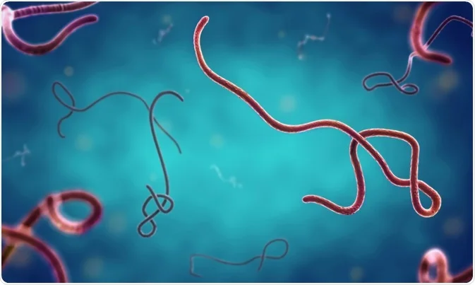 ¿Qué son los filovirus?