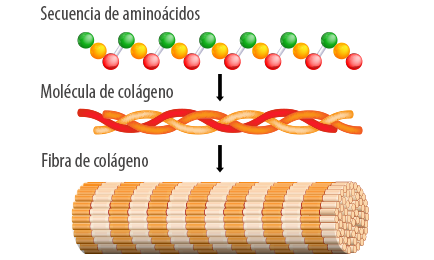 ¿Cómo se producen las fibras de colágeno?