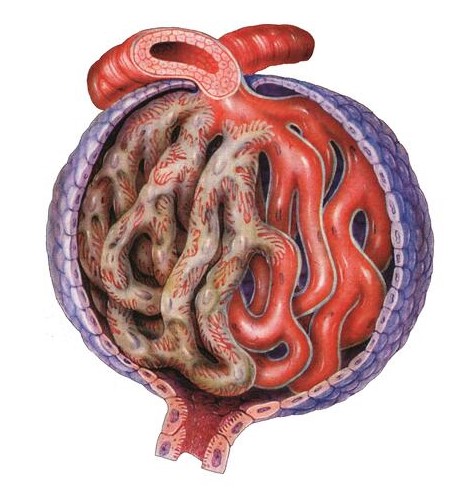 ¿Qué es la tasa de filtración glomerular?