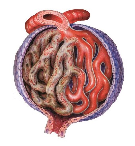 ¿Cuáles son las causas comunes de glomerulonefritis posinfecciosa?