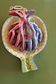 ¿Cómo se clasifican las glomerulopatias?