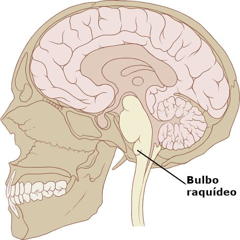 ¿Qué es la médula oblongada?