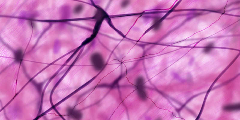 Características del tejido conjuntivo del adulto