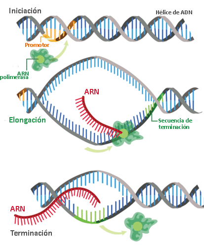 ¿Cómo se realiza la transcripción de los genes?