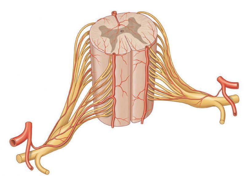 ¿Qué es Tabes dorsal?