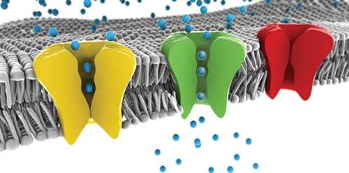 ¿Qué son los poros de la membrana celular?