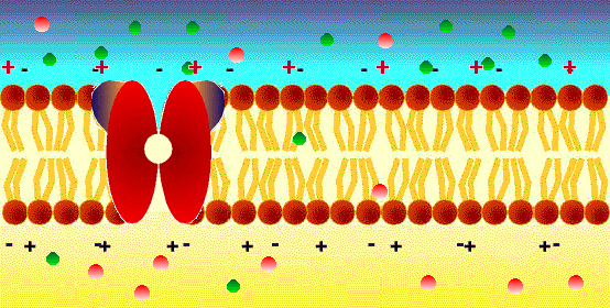 ¿Cuál es el potencial de membrana en reposo de las neuronas?