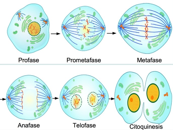 ¿Cuáles son las fases de la mitosis?