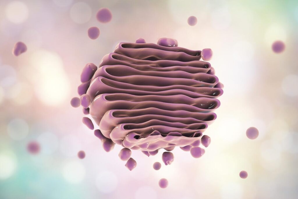 ¿Cómo sintetizan estructuras celulares el retículo endoplásmico y el aparato de Golgi?