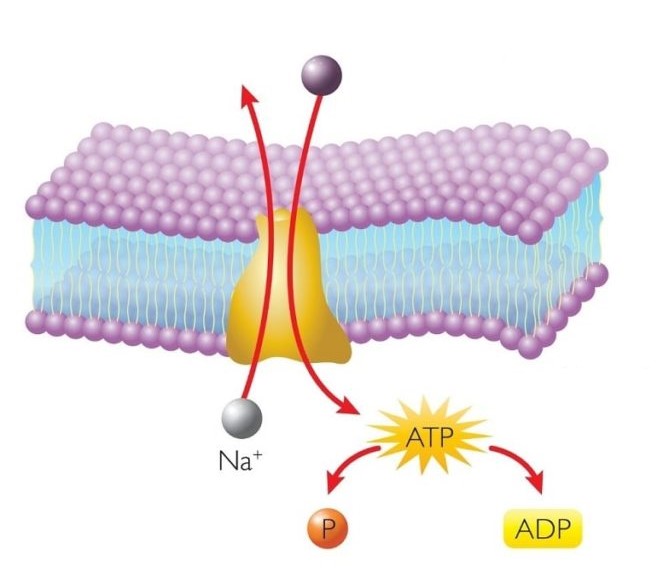 ¿Qué es el transporte activo?