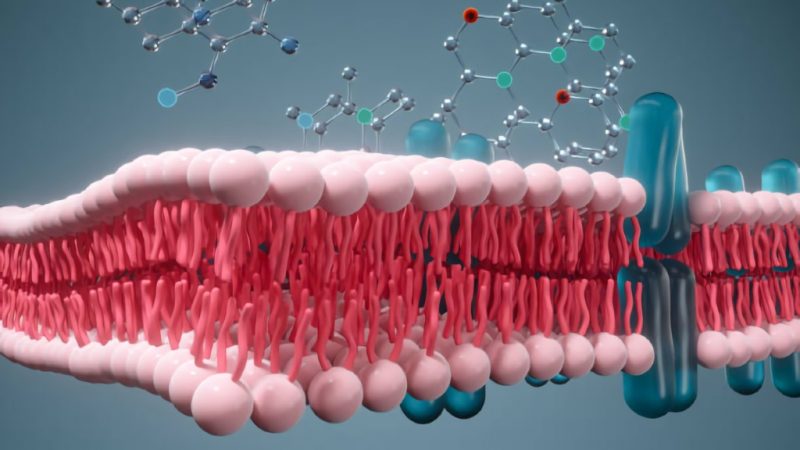¿Qué procesos permiten el movimiento de fármacos en el organismo?