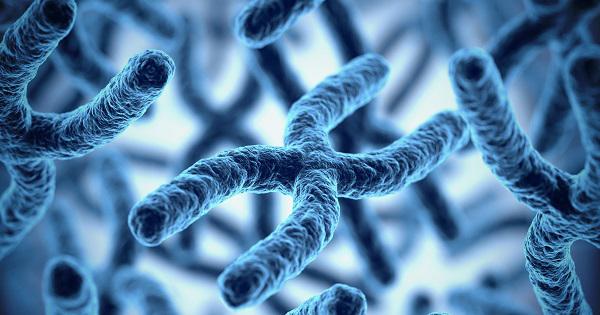 Replicación del material genético en la reproducción celular