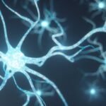 ¿Cómo se clasifican las neuronas?