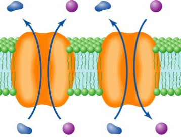 ¿Qué es el cotransporte y el contratransporte?