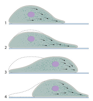 ¿Qué es el movimiento amebiano?