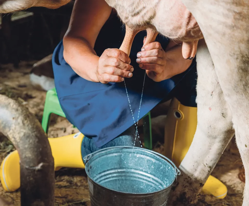 ¿Qué es la brucelosis?