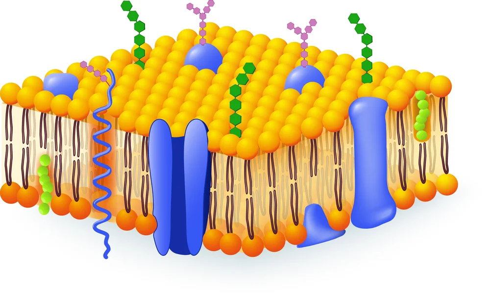 ¿Cómo es la membrana de la célula?