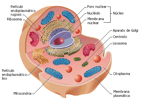 ¿Cuáles son los orgánulos celulares?
