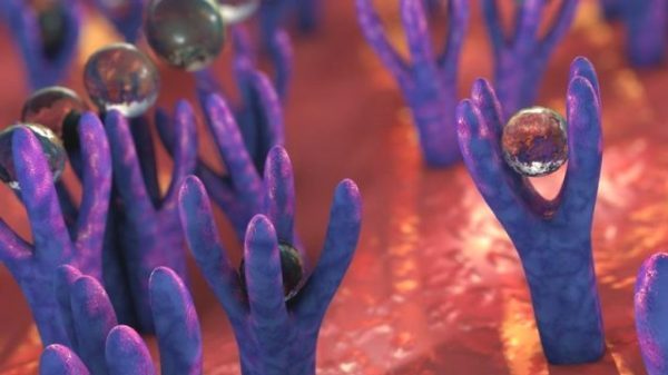 Señalización celular, el proceso de comunicación