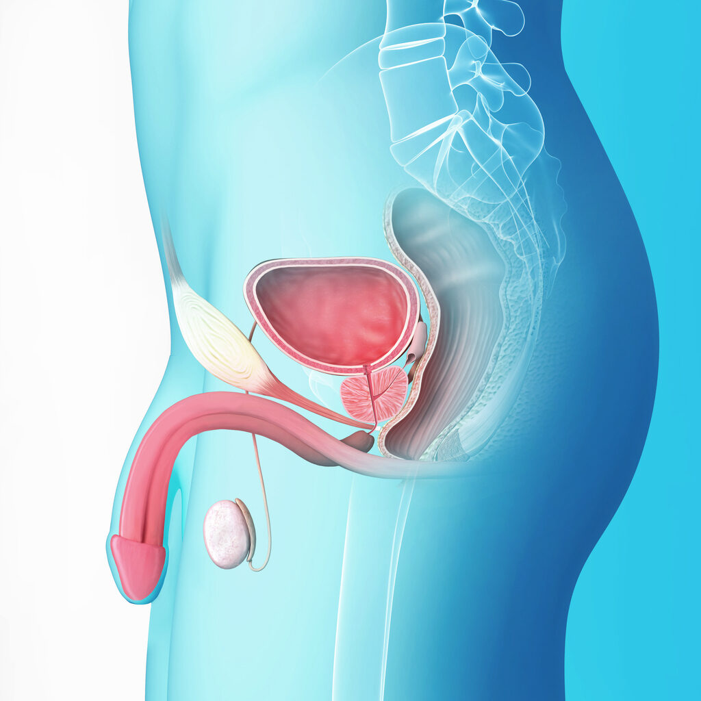 ¿Cómo es la uretra masculina?