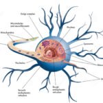 ¿Cómo es el soma neuronal?