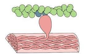 Acoplamiento excitación-contracción del músculo cardiaco.