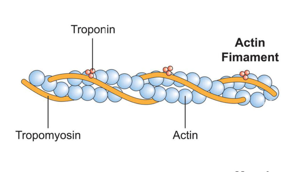 ¿Cómo son las fibras de actina?