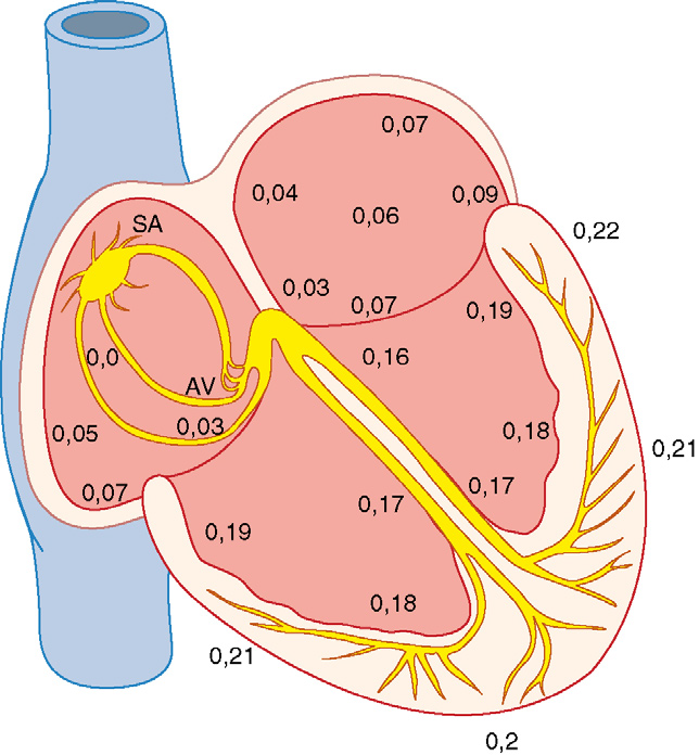 Transmisión del impulso eléctrico en el ventrículo