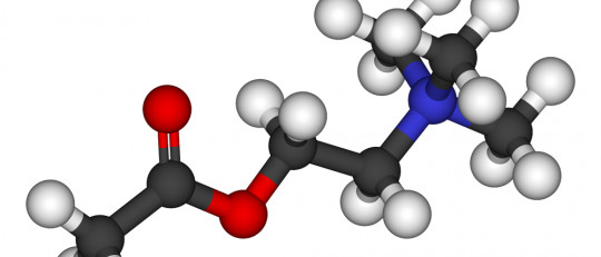 Efecto de la Acetilcolina en la unión neuromuscular