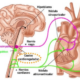 Efecto de la estimulación simpática y parasimpática sobre la frecuencia cardíaca.