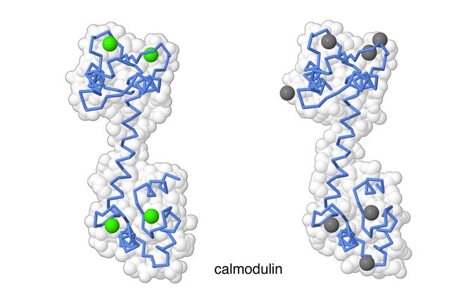 Bioquímica de la contracción del músculo liso