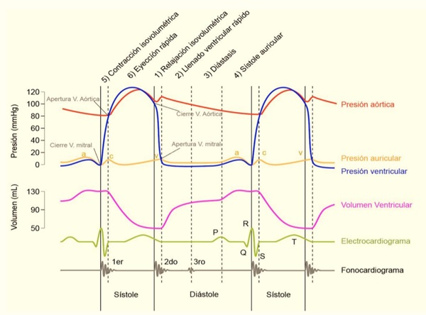 ¿Qué es el ciclo cardiaco?