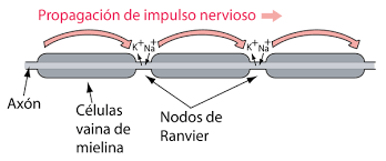 ¿Qué es la conducción saltatoria?