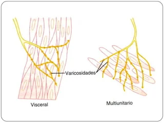 ¿Cómo son las uniones neuromusculares del músculo liso?