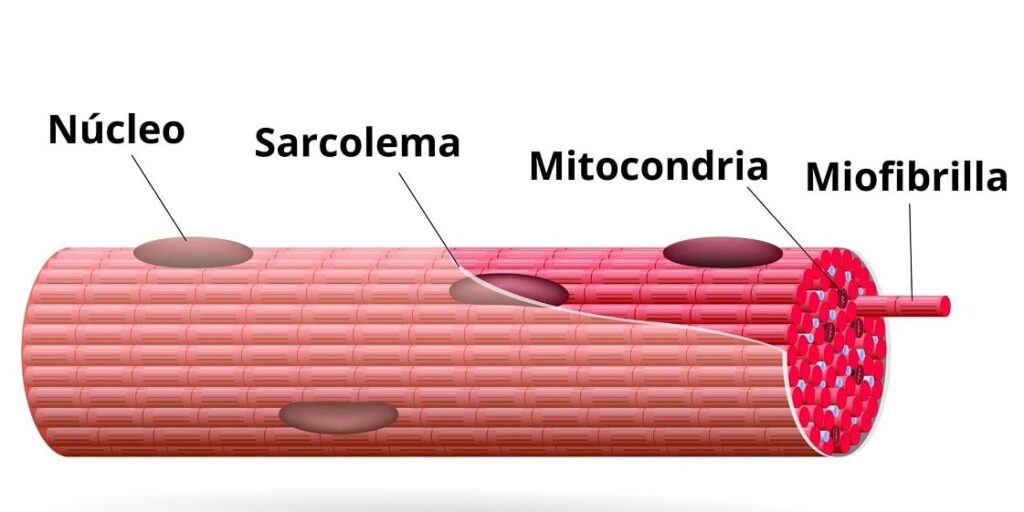 ¿Cómo son las fibras musculares?