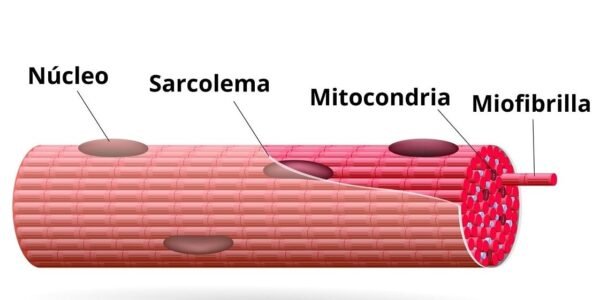 ¿Cómo son las fibras musculares?