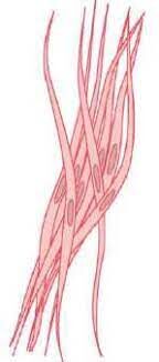 Estímulos para la contracción del músculo liso multiunitario