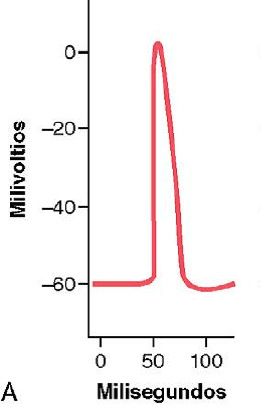 ¿Cuáles son las causas de los potenciales del músculo liso unitario?