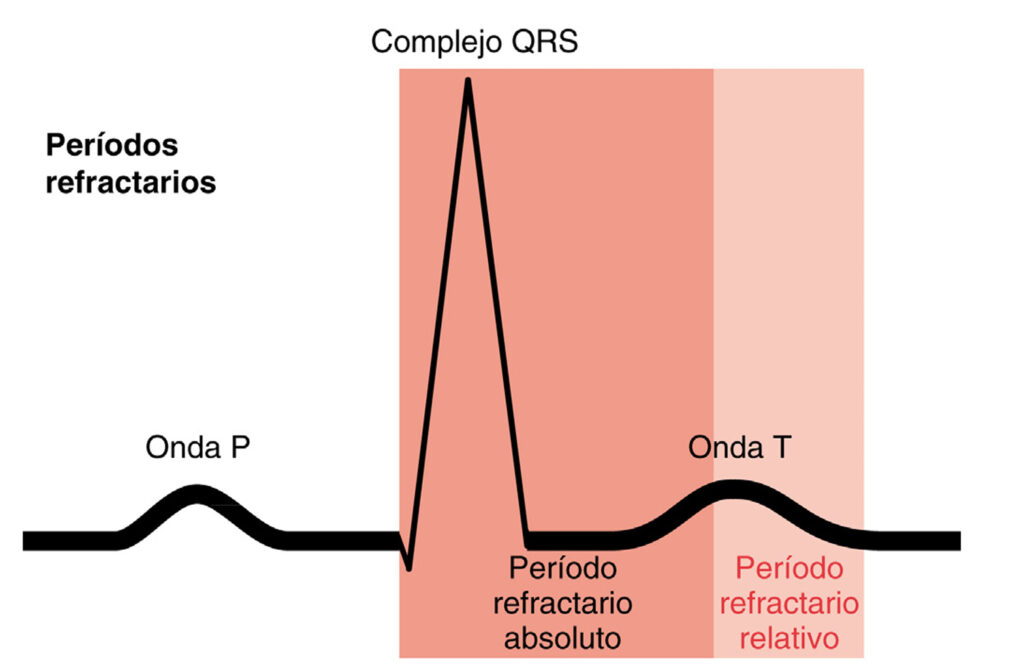 ¿Qué es el periodo refractario de las células cardiacas?