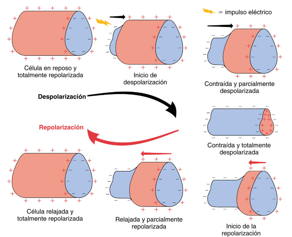 Despolarización y repolarización de las células cardiacas