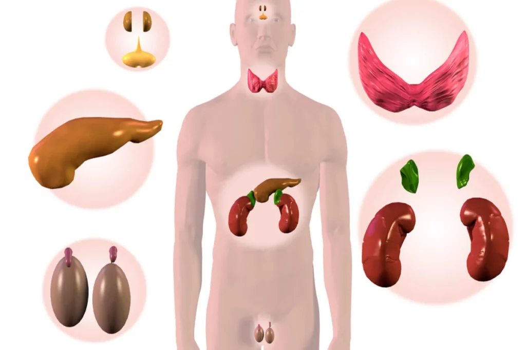 ¿Cuantas glándulas endocrinas hay en el organismo humano?