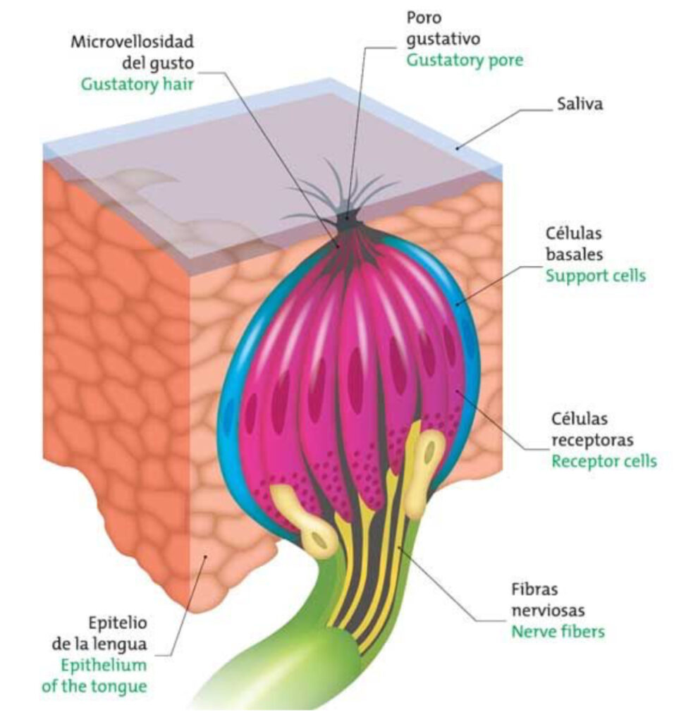 ¿Qué son las papilas gustativas?