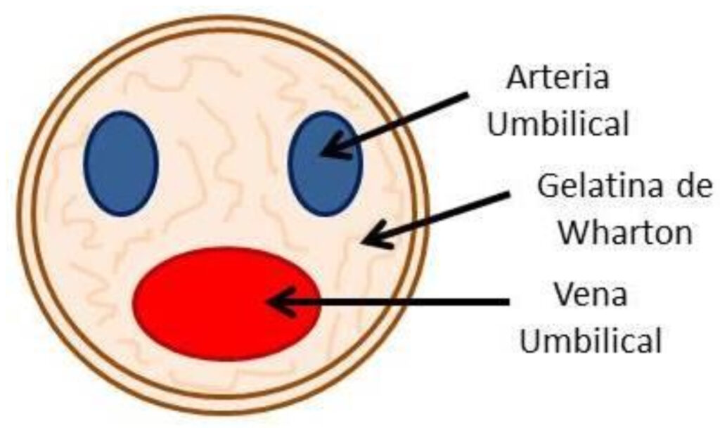 ¿Qué es la gelatina de Wharton?