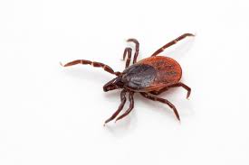 ¿Qué es la Ixodes ricinus?