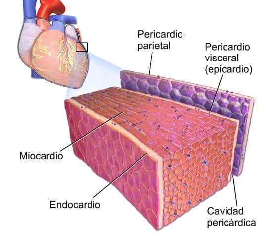¿Cuantas capas integran las paredes cardiacas?