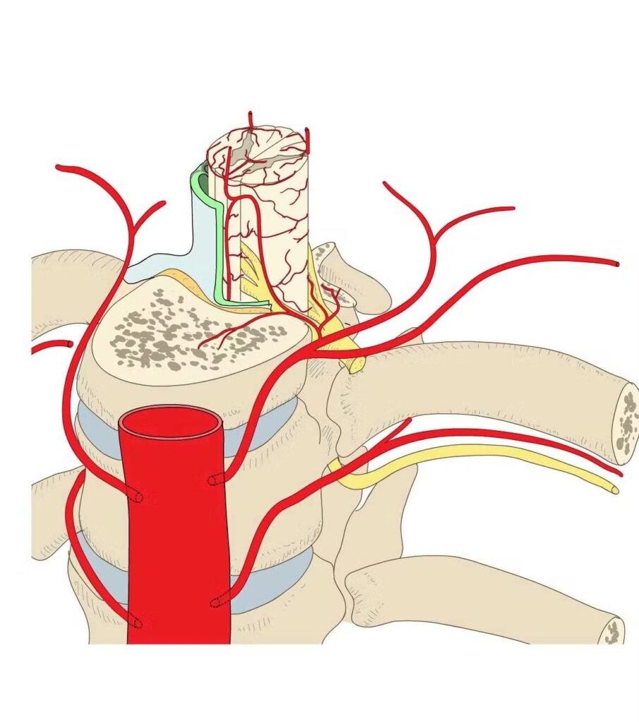 ¿Qué son las arterias espinales?